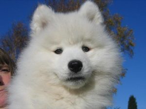 Samoyed club of america hot sale breeders